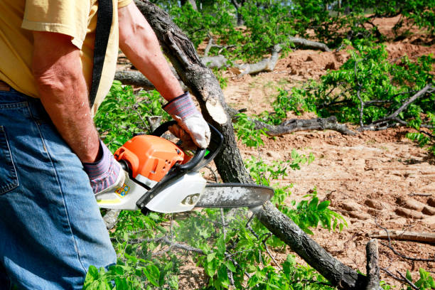 Best Arborist Services Near Me  in Coppell, TX